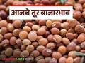 Tur bajar bhav : आजचे तूर बाजारभाव कसे आहेत जाणून घ्या सविस्तर - Marathi News | latest news Tur bajar bhav: Know in detail what are the tur market prices today | Latest agriculture News at Lokmat.com