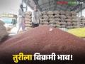 Tur Market : तुरीचे दर साडेसात हजारांच्या पुढे; कोणत्या बाजारात मिळतोय सर्वाधिक भाव? वाचा सविस्तर - Marathi News | latest news Tur Market: Tur prices are above seven and a half thousand; Which market is getting the highest price? Read in detail | Latest agriculture News at Lokmat.com