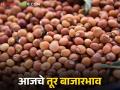 Tur bajar bhav : तूर बाजारात उसळी; लाल तुरीला जास्त मागणी, पांढरीही वधारली वाचा सविस्तर - Marathi News | latest news Tur bajar bhav: Tur Market Arrivals; Red tur is in high demand, white tur is also increasing Read in detail | Latest agriculture News at Lokmat.com