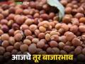 Tur Bajar Bhav : तूर बाजारात आवक वाढली; दरांमध्ये चढ-उतार वाचा सविस्तर - Marathi News | latest news Tur Bajar Bhav : Arrivals in the Tur market increased; Read the fluctuations in prices in detail | Latest agriculture News at Lokmat.com