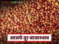 Tur Bajarbhav : तूर बाजारात हलचल; 'या' जिल्ह्यांत दरात वाढ, तर इथे घसरण - Marathi News | latest news Tur Bajarbhav : Bustling in the Tur bazaar; Increase in rates in 'these' districts, decrease here | Latest agriculture News at Lokmat.com