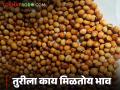 Pigeon Pea Market : अमरावती बाजारात तुरीची सर्वाधिक आवक; काय भाव मिळाला ते वाचा सविस्तर - Marathi News | Pigeon Pea Market: Highest arrival of Pigeon in Amravati Market; Read the price in detail | Latest agriculture News at Lokmat.com
