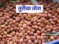 Tur Bajar Bhav : दहा दिवसांपूर्वी तुरीला १० हजार रुपये भाव; आज कसा मिळतोय दर - Marathi News | Tur Bazaar Bhav : Tur was priced at Rs 10,000 ten days ago; How is the price being obtained today? | Latest agriculture News at Lokmat.com