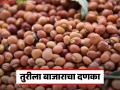 Tur Market : ९ हजारांचा पल्ला गाठूनही तुरीची पडझड; भाववाढीची आशा फोल? - Marathi News | latest news Tur Market: Tur price falls despite reaching 9 thousand; Hopes of price increase in vain? | Latest agriculture News at Lokmat.com