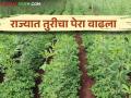Tur Cultivation : यंदा राज्यात १ लाख हेक्टरने तुरीचे क्षेत्र वाढले, मागील वर्षी किती होतं?  - Marathi News | Latest News Tur Cultivation area of tur has increased by 1 lakh hectares in maharashtra see details | Latest agriculture News at Lokmat.com