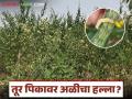 Tur Pest Management : तूर पिकावर अळीचा हल्ला? शेतकऱ्यांसाठी तातडीचे उपाय जाणून घ्या - Marathi News | latest news Tur Pest Management: Worm attack on Tur crop? Know the urgent solutions for farmers | Latest agriculture News at Lokmat.com