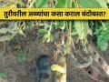 तूर पिकावरील शेंगा पोखरणाऱ्या अळ्यांच्या कसे कराल व्यवस्थापन? - Marathi News | How to manage pod borer in tur pigeon pea crop | Latest agriculture News at Lokmat.com