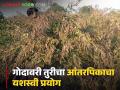 Farmer Success Story : मोसंबी पिकातून 61 लाख रुपये, तर गोदावरी तूर आंतरपिकातून 130 क्विंटलचे उत्पादन, वाचा सविस्तर - Marathi News | Latest News Farmer Success Story 61 lakh rupees from the mosambi crop, while 130 quintals were produced from Godavari tur intercrop read in detail | Latest agriculture News at Lokmat.com
