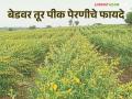 Agriculture News : अमरावती जिल्ह्यातील शेतकऱ्यांनी अवलंबली तूर पेरणीची नवी पद्धत, जाणून घ्या सविस्तर  - Marathi News | Latest News Agriculture News Farmers of Amravati district have adopted a new method of tur sowing | Latest agriculture News at Lokmat.com