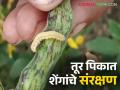 Tur Kid Niyantran : तुरीवरील शेंगा पोखरणाऱ्या अळीला कसे रोखणार? - Marathi News | Tur Kid Niyantran : How to prevent the pod borer in pigeon pea tur crop? | Latest agriculture News at Lokmat.com
