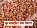 राज्यात तूर खरेदीला आता वेग येणार; केंद्र सरकारने शेतकऱ्यांच्या हितासाठी घेतला 'हा' महत्त्वपूर्ण निर्णय - Marathi News | pigeon pea procurement will now accelerate in the state; The central government has taken this important decision for the benefit of farmers | Latest agriculture News at Lokmat.com