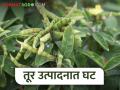 यंदा तूर उत्पादनात घट, लागवडीचा खर्चही निघेना! - Marathi News | Latest News Due to decrease in tur production this year, farmers are worried | Latest agriculture News at Lokmat.com