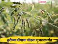 Agriculture News : गुजरातमधून तुरीच्या ओल्या शेंगांना वाढती मागणी, काय भाव मिळतोय?  - Marathi News | Latest News Agriculture News Increasing demand for wet pods of tur from Gujarat see details price | Latest agriculture News at Lokmat.com