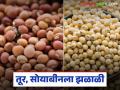 Tur Soybean Market : तूर, सोयाबीनच्या दरात उसळी; कारण काय? वाचा सविस्तर - Marathi News | latest news Tur Soybean Market: Tur, soybean prices surge; What is the reason? Read in detail | Latest agriculture News at Lokmat.com