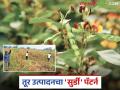 सोलापूर जिल्ह्यात ह्या गावाने ४०० एकरावर ठिबक सिंचनाद्वारे घेतले तुरीचे विक्रमी उत्पादन - Marathi News | This village in Solapur district achieved record production of pigeon pea tur crop on 400 acres through drip irrigation | Latest agriculture News at Lokmat.com