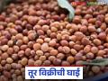Tur Kharedi : शासकीय केंद्रांकडे तूर उत्पादकांनी 'या' कारणामुळे फिरवली पाठ - Marathi News | Tur Kharedi : Tur growers turned their backs on government centers for 'this' reason | Latest agriculture News at Lokmat.com