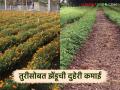 Marigold Cultivation : गणेशोत्सवात झेंडूचा बहर; शेतकऱ्यांना मिळाला चांगला फायदा - Marathi News | latest news Marigold Cultivation: Marigold blooms during Ganeshotsav; Farmers are getting good benefits | Latest agriculture News at Lokmat.com