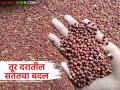 महिनाभरात दरात चढ-उतार, तुरीच्या भावात सातत्याने बदल का होतोय, जाणून घ्या सविस्तर  - Marathi News | Price fluctuations within a month, why is the price of turi constantly changing, know in detail | Latest agriculture News at Lokmat.com