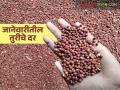 नवीन वर्षात तूर उत्पादकांना दिलासा, 'या' जानेवारी महिन्यात दर कसे राहतील, वाचा सविस्तर  - Marathi News | Latest News Tur Market news year how will the prices be in January 2026 read in detail | Latest agriculture News at Lokmat.com