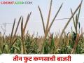 तुर्की बाजरीने केली कमाल ढेकळवाडीचे शेतकरी नानासाहेब झाले मालामाल - Marathi News | Turkish pearl millet maximum yield, the farmer Nanasaheb of Dhekalwadi became rich | Latest agriculture News at Lokmat.com