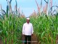 बाजरी पिकास चक्क तीन फुटाची कणसे - Marathi News | Bajri crop has about three feet of grain | Latest agriculture News at Lokmat.com