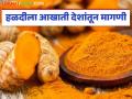 Halad Demand : भारतीय हळद पिकाला आखाती देशांतून आली मागणी - Marathi News | Halad Demand: latest news Demand for Indian turmeric crop came from Gulf countries | Latest agriculture News at Lokmat.com