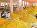 वाहह...हे तर सोन्याहून पिवळं! हळदीला १९ हजारांचा भाव - Marathi News | Wow...it's yellower than gold! The price of turmeric is near 19 thousand | Latest hingoli News at Lokmat.com
