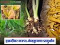 Turmeric Crop Disease : हळदीवर करपा-कंदकुज रोगाचा प्रादुर्भाव; शेतकऱ्यांनी कराव्यात 'या' उपाययोजना! - Marathi News | latest news Turmeric Crop Disease: Outbreak of smut disease on turmeric; Farmers should take 'these' measures! | Latest agriculture News at Lokmat.com