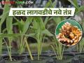 आता हळद काढणीला येईल लवकर; करा या तंत्रज्ञानाने लागवड - Marathi News | Now the turmeric will be harvested soon; Cultivation with this technology | Latest agriculture News at Lokmat.com