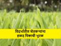 Turmeric cultivation: विदर्भाच्या या भागातील शेतकरी हळद लागवडीकडे का वळत आहेत? - Marathi News | Turmeric cultivation: Why are farmers in Vidarbha turning to turmeric cultivation? | Latest agriculture News at Lokmat.com
