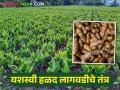 Turmeric हळद लागवडीच्या या टीप्समुळे मिळेल लाखोंचे उत्पादन - Marathi News | Turmeric Cultivation; Important tips for farmers of turmeric cultivation better yield | Latest agriculture News at Lokmat.com