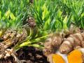 हळद लागवडीसाठी शेतकऱ्यांना मिळणार अनुदान! - Marathi News | Grants to farmers for turmeric cultivation! | Latest vashim News at Lokmat.com