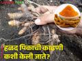 कमीत कमी नुकसान व्हावे यासाठी शास्त्रीय पद्धतीने हळद काढणी कशी करावी? - Marathi News | How to scientifically harvest turmeric to minimize damage? | Latest agriculture News at Lokmat.com