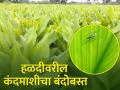 हळदीवरील कंद माशी, करपा आणि कंदकुजचे कसे कराल व्यवस्थापन - Marathi News | How to manage Rhizome flies, Leaf spot, Rhizome rot on Turmeric | Latest agriculture News at Lokmat.com