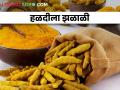 हळदीचे क्षेत्र घटले.. यंदा शेतकऱ्यांना हळद करणार मालामाल? - Marathi News | Turmeric area decreased.. This year, will the farmers get good market price and income? | Latest agriculture News at Lokmat.com