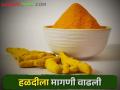 आठवड्याभरामध्ये हळदीची आवक घटली; दर मात्र तेजीत - Marathi News | Turmeric arrivals declined during the week; But the rate is booming | Latest agriculture News at Lokmat.com