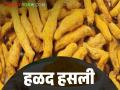 हळदीच्या सौद्याला सुरवात; कुठे मिळतोय उच्चांकी बाजारभाव - Marathi News | Start of Turmeric Auction; Where are you getting the highest market price? | Latest agriculture News at Lokmat.com