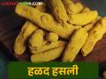 Turmeric Market बारा वर्षानंतर रेकॉर्ड ब्रेक; राजापुरी हळदीला सोन्याचा भाव - Marathi News | A record break after twelve years; Rajapuri Turmeric get highest market Price | Latest agriculture News at Lokmat.com