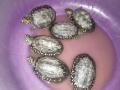 कासवांची तस्करी करणाऱ्या परप्रांतीय तरुणाला अटक - Marathi News | turtle smuggler arrested in kalyan | Latest thane News at Lokmat.com