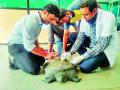 दक्षिण भारतात आढळणारे दुर्मीळ कासव सापडले नागपुरात - Marathi News | Rare tortoise found in South India found in Nagpur | Latest nagpur News at Lokmat.com