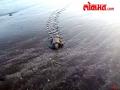रत्नागिरी : कासवांची पिल्लं सुखरुप सोडली समुद्रात - Marathi News | Ratnagiri: The turtle cubs leave safely in the sea | Latest ratnagiri Videos at Lokmat.com