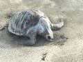 वरसोली(अलिबाग) समुद्र किनारी पुन्हा मृत कासव - Marathi News | dead turtle found at Varsoli (Alibaug) beach | Latest raigad News at Lokmat.com
