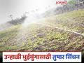 Unhali Bhuimug : उन्हाळी भुईमुंगासाठी तुषार सिंचन करा, 20 टक्के उत्पादन वाढवा! - Marathi News | Latest news Unhali Bhuimug Use frost irrigation for summer peanuts, increase production by 20 percent! | Latest agriculture News at Lokmat.com