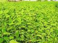 रेशिम शेतीसाठी वाशिम जिल्ह्यात तुती रोपनिर्मितीस प्रारंभ - Marathi News |  Start of tuti plants in the district of Washim for silk farming | Latest vashim News at Lokmat.com