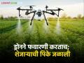Drone Spraying ड्रोनने शेती फवारली अन् शेजाऱ्याची भेंडी जळाली! - Marathi News | Drone Spraying Drone sprayed the farm and burned the neighbor's okra! | Latest agriculture News at Lokmat.com