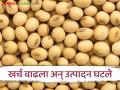Soybean Farmers : सोयाबीनचा खर्च वाढला अन् उत्पादन घटले; शेतकऱ्यांना किमान सहा हजार रुपये दराची अपेक्षा - Marathi News | | Latest agriculture News at Lokmat.com
