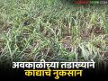 साक्री तालुक्यात अवकाळीचा तडाखा; नांदवन शिवारात कांदा पिकाचे मोठे नुकसान - Marathi News | Unseasonal rains hit Sakri taluka; Onion crop suffers major damage in Nandvan Shivara | Latest agriculture News at Lokmat.com
