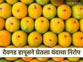 मोहोर जास्त मात्र फळधारणा कमी; देवगड हापूसचा यावर्षीचा हंगाम 'या' विविध कारणांनी संपुष्टात - Marathi News | More flowers but less fruiting; This year's Devgad Hapus season ends due to various reasons | Latest agriculture News at Lokmat.com