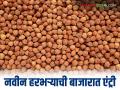 नवीन हरभऱ्याची बाजारात एंट्री; वाचा काय मिळतोय दर - Marathi News | New gram enters the market; Read what is the price being offered | Latest agriculture News at Lokmat.com