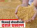 बिजवाई सोयाबीनच्या मोठी घसरण; शेतकऱ्यांमध्ये निराशेचे वातावरण! आवकही निम्म्यावर - Marathi News | Big decline in soybean prices; Farmers are disappointed! Arrivals also down by half | Latest agriculture News at Lokmat.com